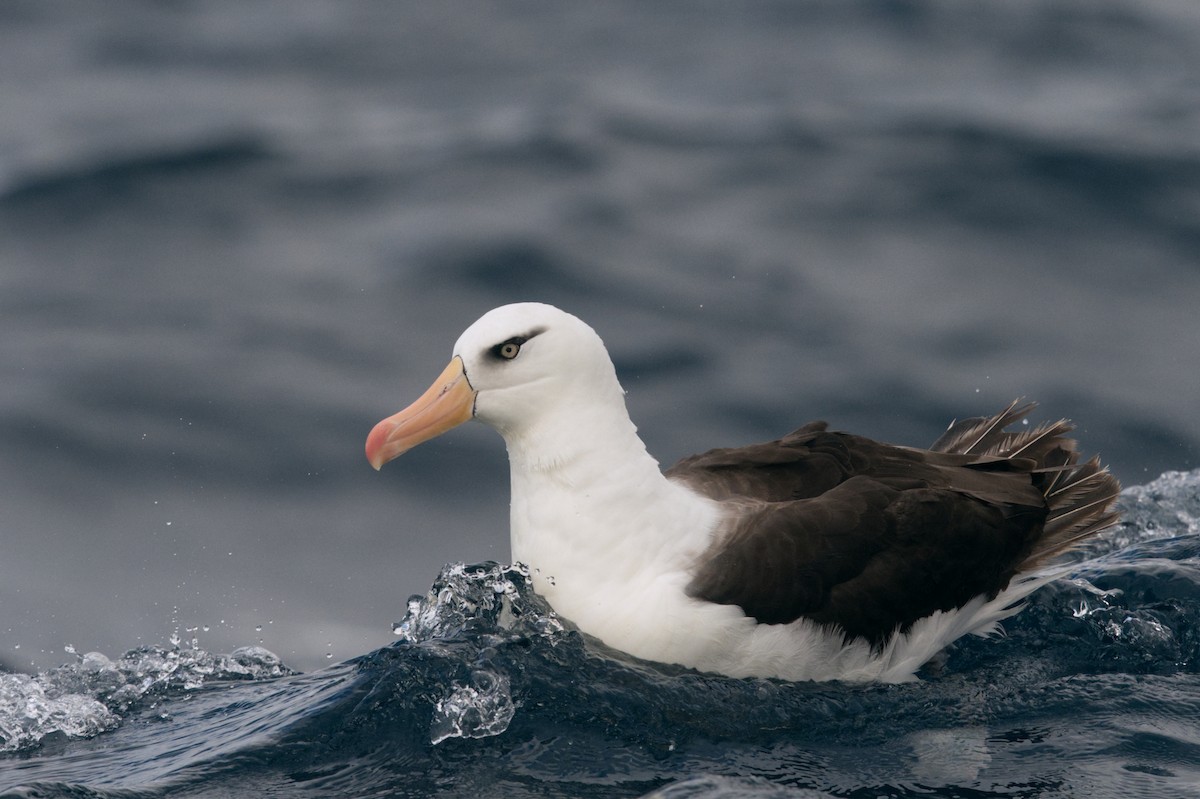 Albatros à sourcils noirs (impavida) - ML619558031