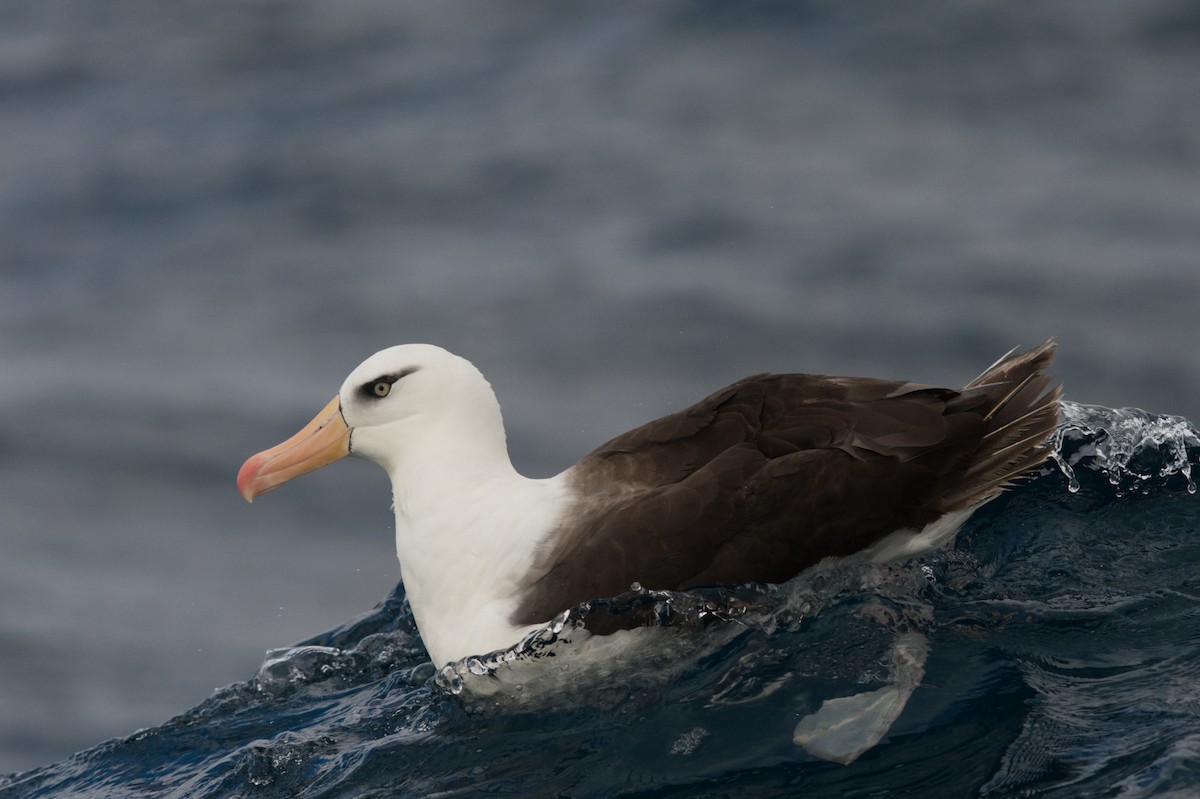 Albatros à sourcils noirs (impavida) - ML619558032