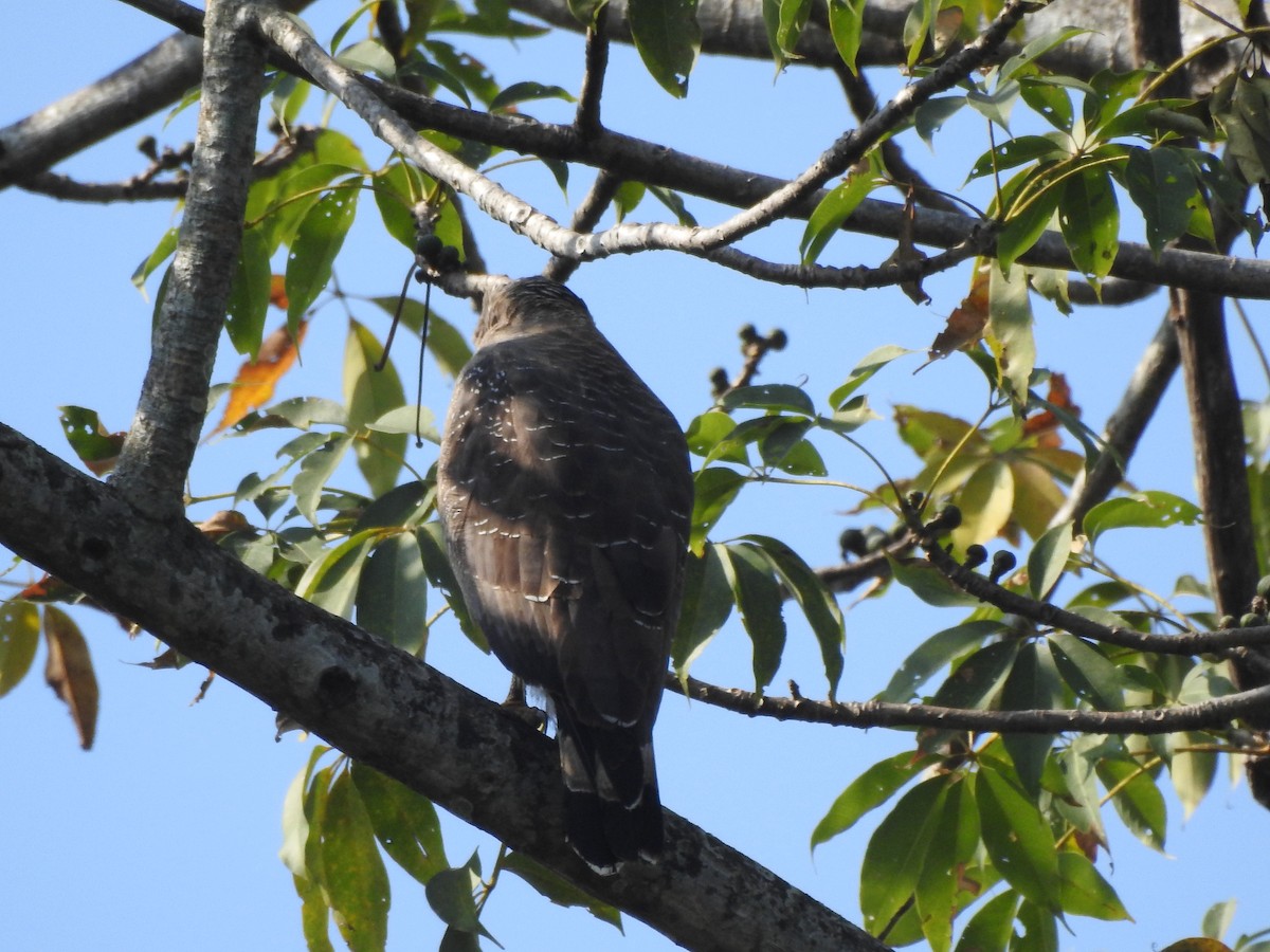 Crested Serpent-Eagle - ML619558098