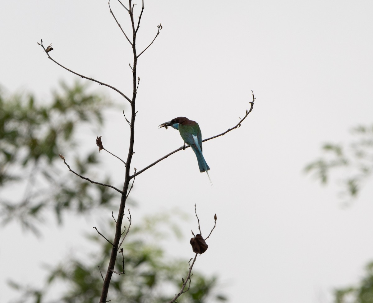 Blue-throated Bee-eater - ML619558153