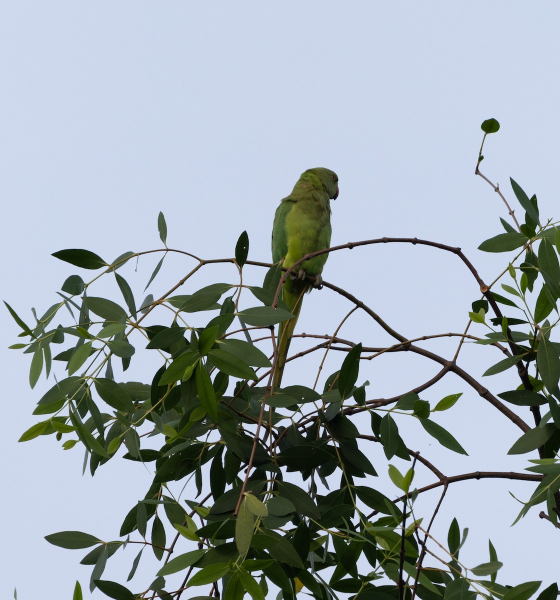 Yeşil Papağan - ML619558157