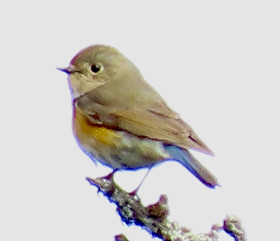 Red-flanked Bluetail - ML619558172