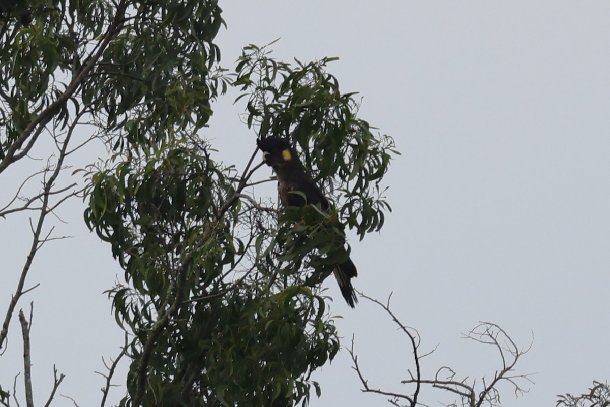 Yellow-tailed Black-Cockatoo - ML619558196