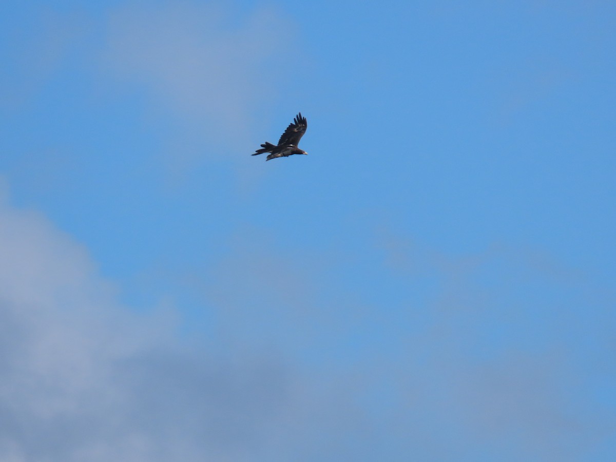 Wedge-tailed Eagle - ML619558244