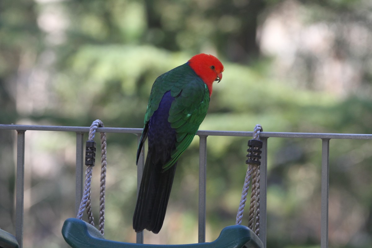 Avustralya Kral Papağanı - ML619558248