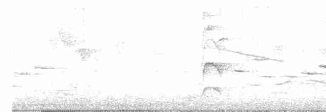 Papamoscas de Tickell - ML619558251