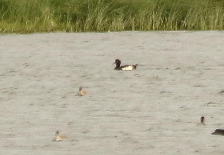 Tufted Duck - ML619558267