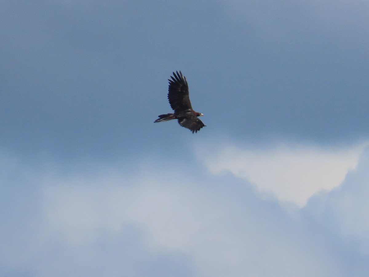 Wedge-tailed Eagle - ML619558283