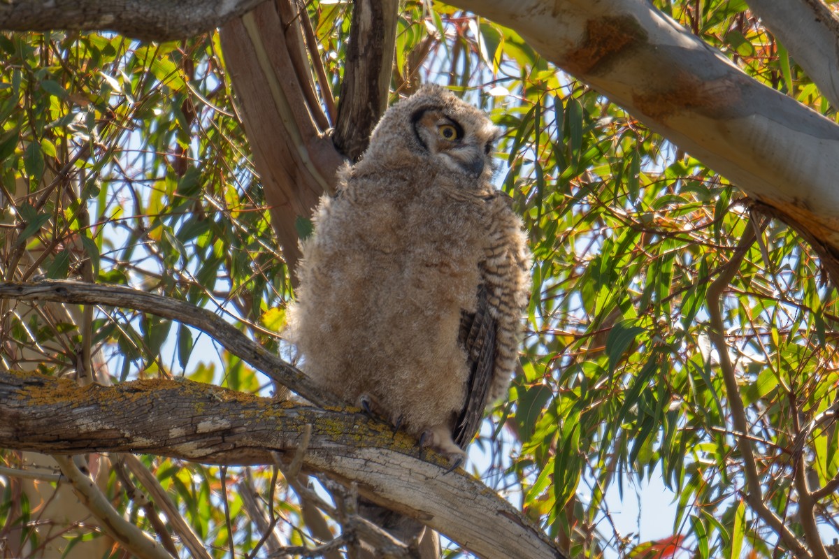 Great Horned Owl - ML619558300