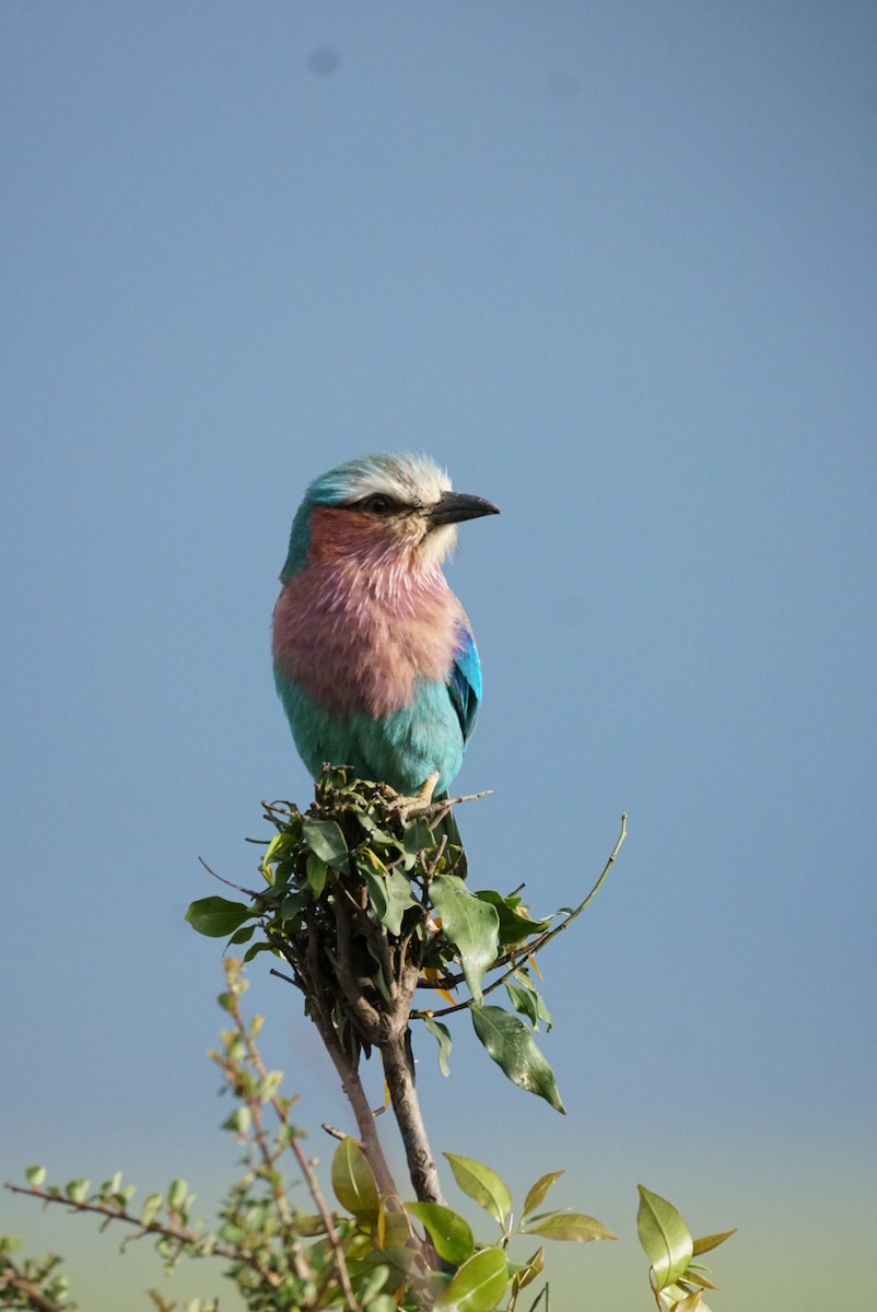Lilac-breasted Roller - ML619558304