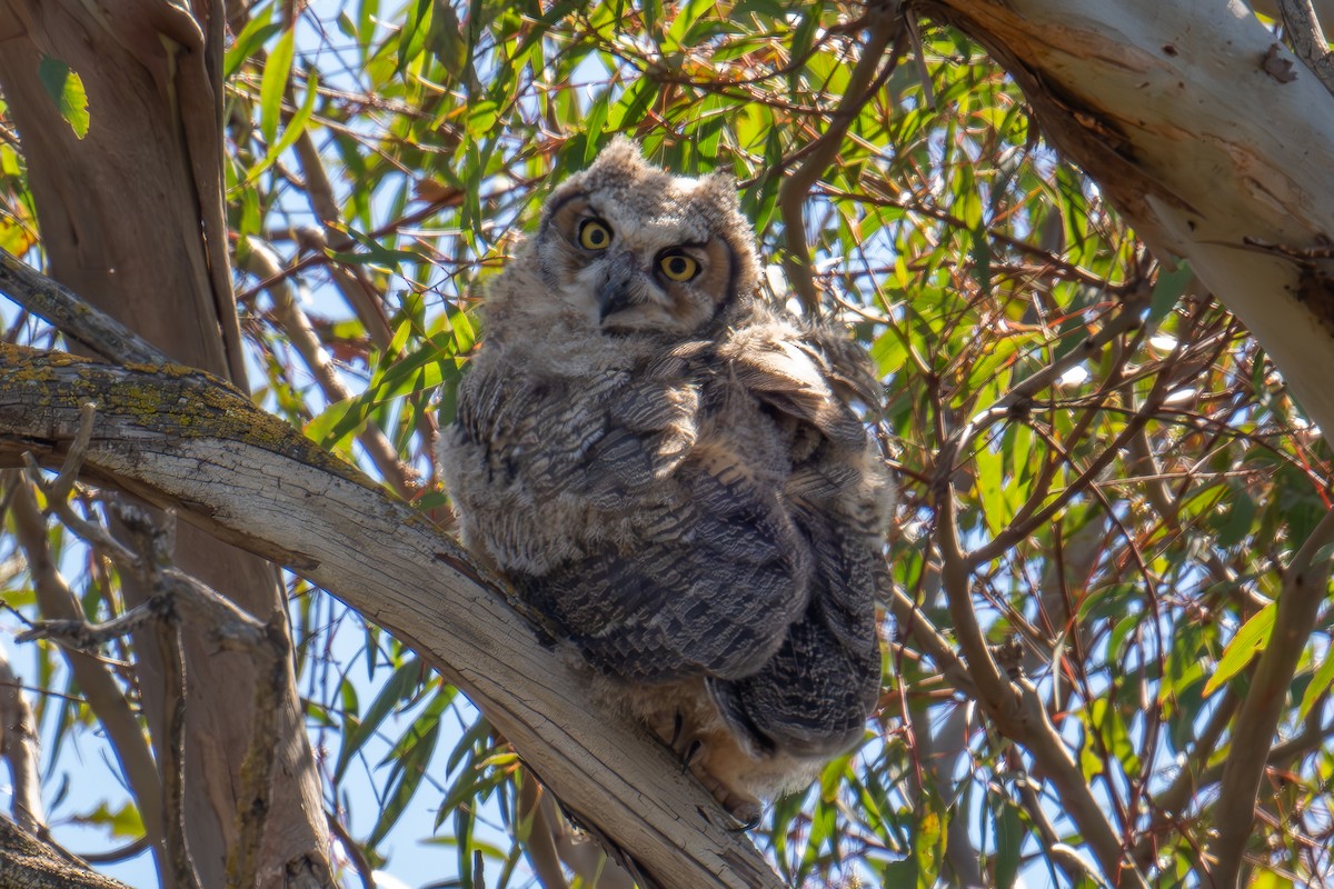 Great Horned Owl - ML619558333