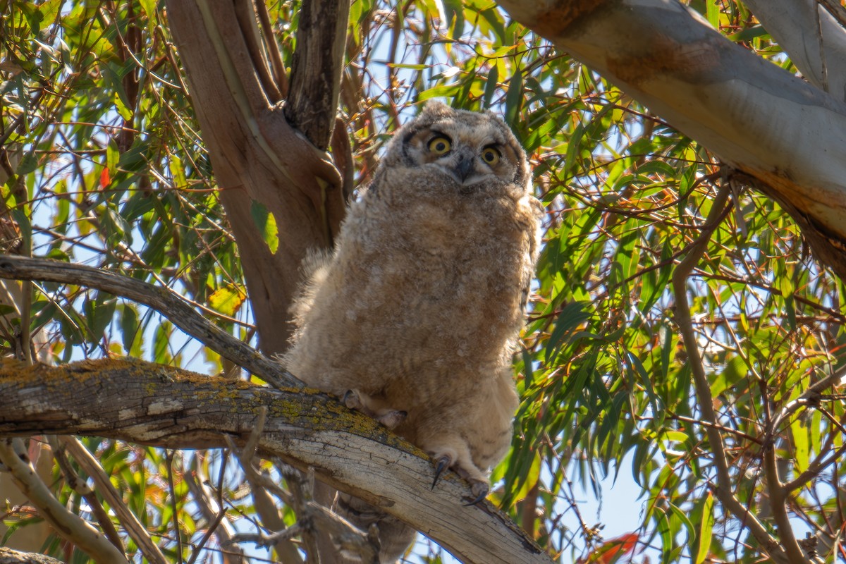 Great Horned Owl - ML619558334