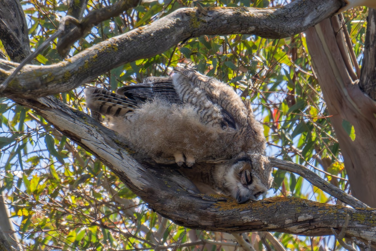 Great Horned Owl - ML619558336