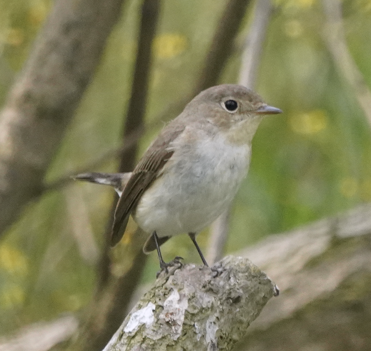 Red-breasted Flycatcher - ML619558339