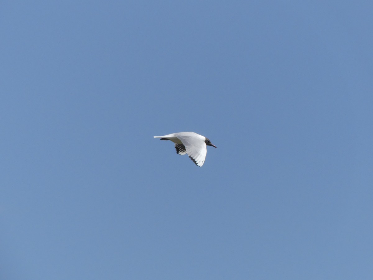 Mouette rieuse - ML619558341