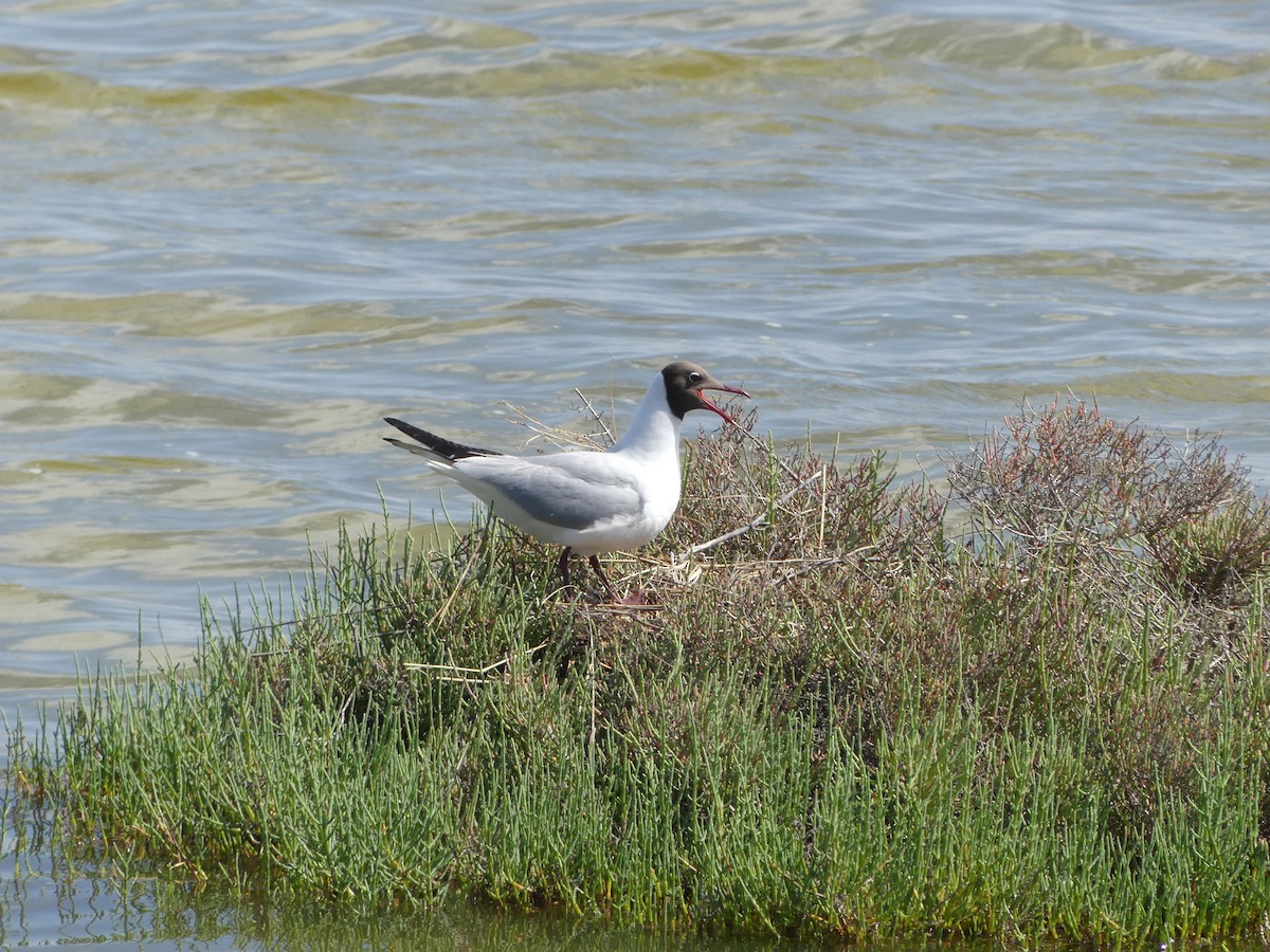 Mouette rieuse - ML619558345