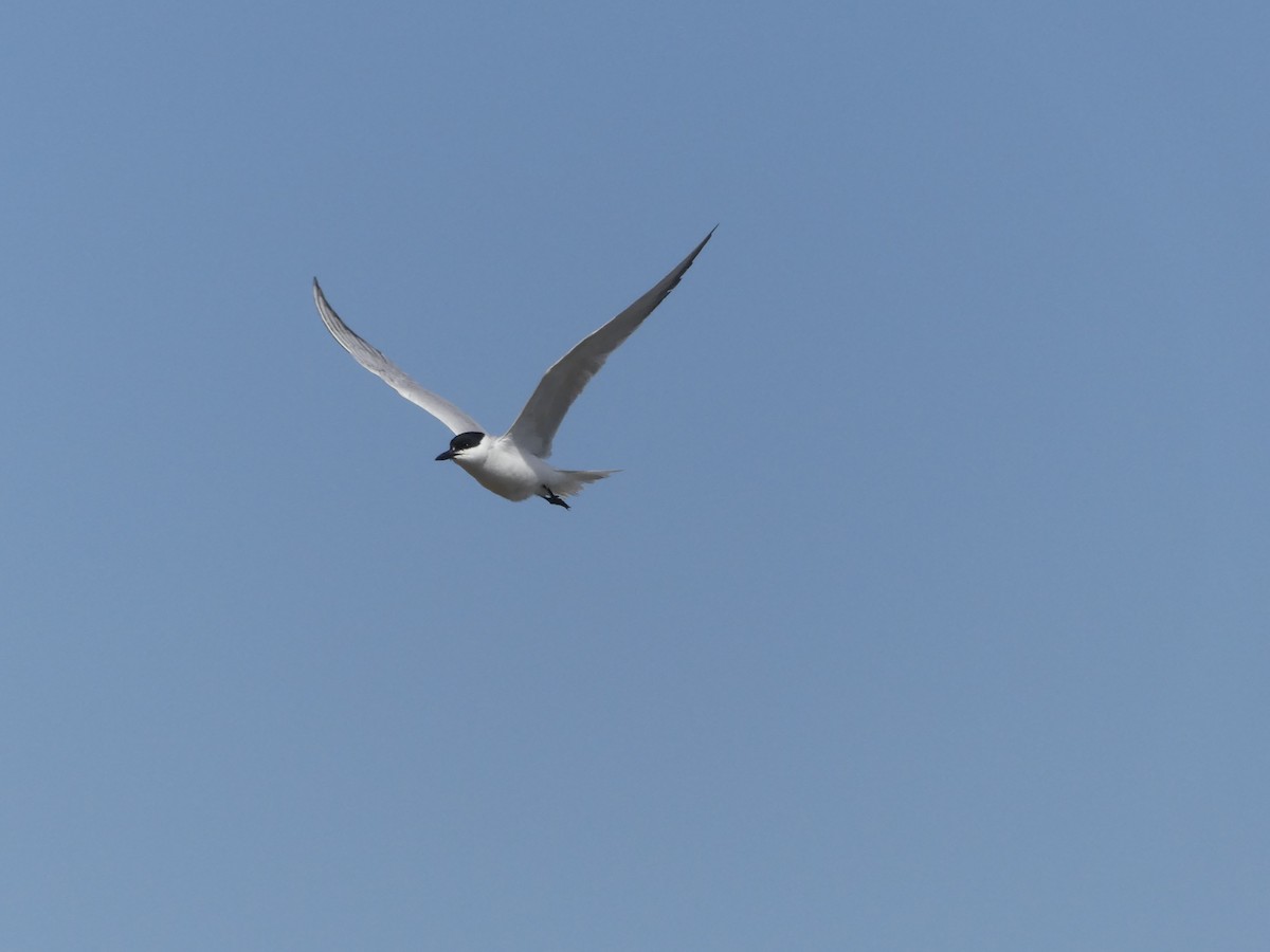 Gull-billed Tern - ML619558353