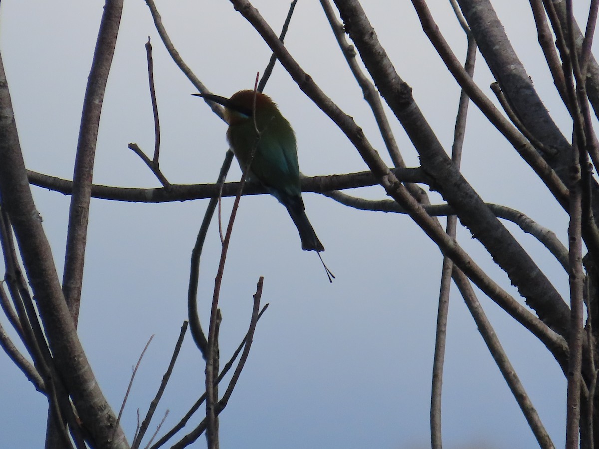Rainbow Bee-eater - ML619558420