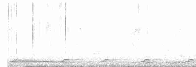 白腹秧雞 - ML619558473