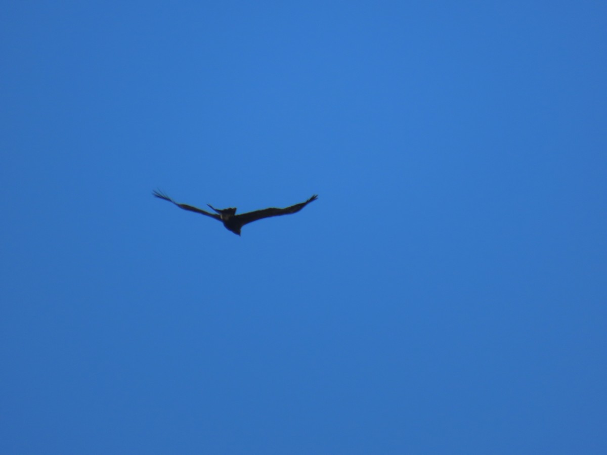 Wedge-tailed Eagle - ML619558491