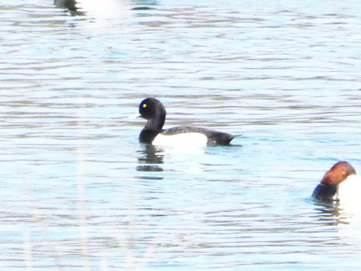 Tufted Duck - ML619558590