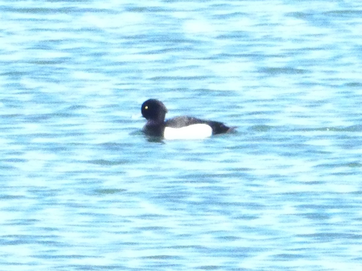 Tufted Duck - ML619558591