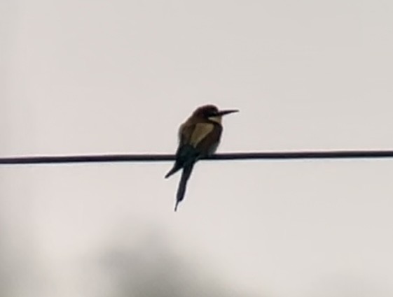 European Bee-eater - ML619558621
