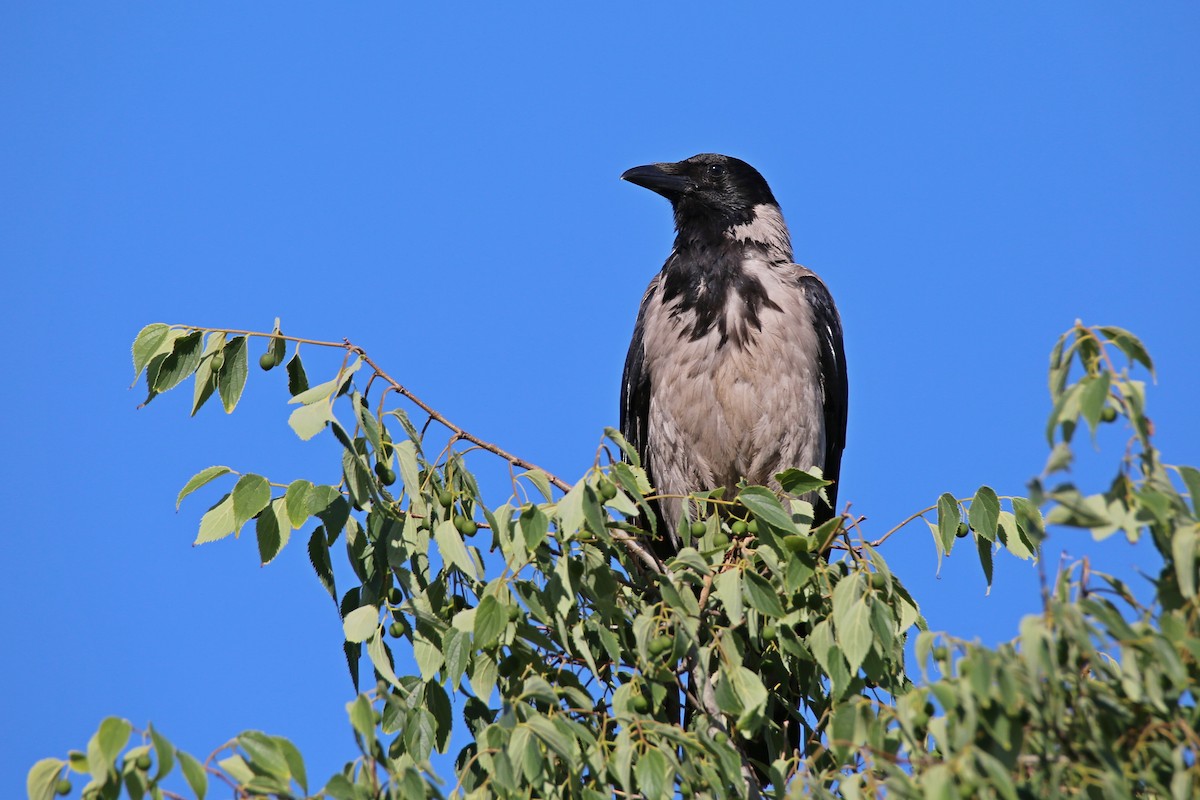 Hooded Crow - ML619558689
