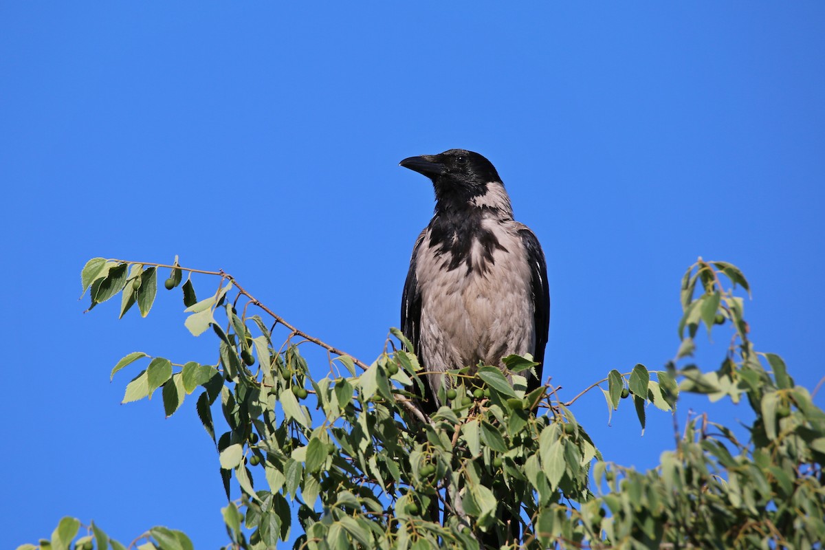 Hooded Crow - ML619558690
