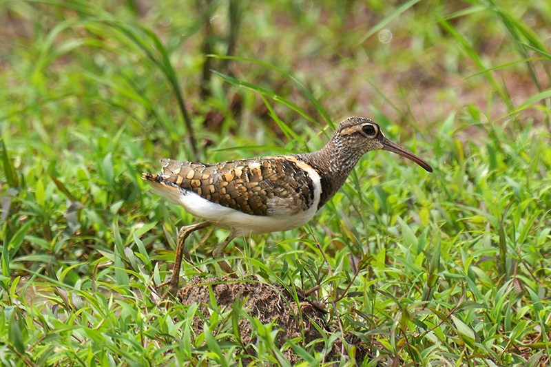 Greater Painted-Snipe - ML619558749
