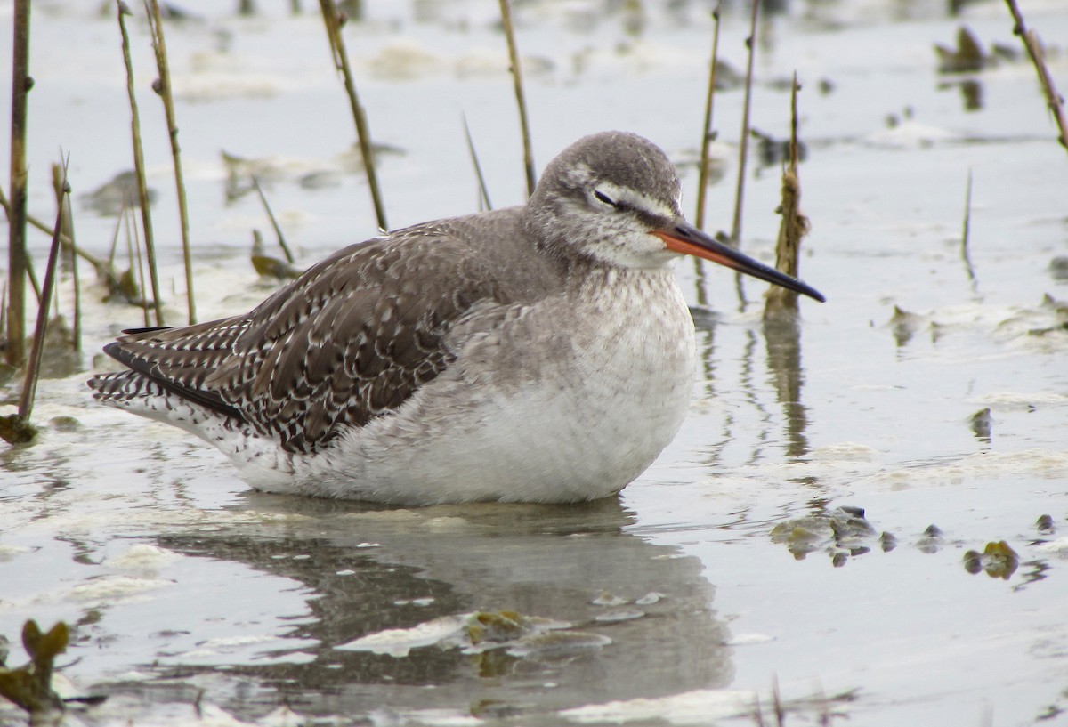 Spotted Redshank - ML619558763