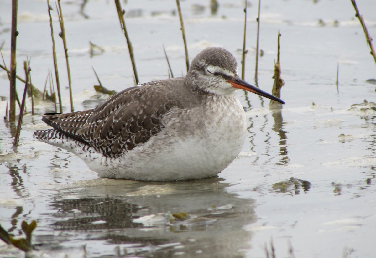 Spotted Redshank - ML619558765