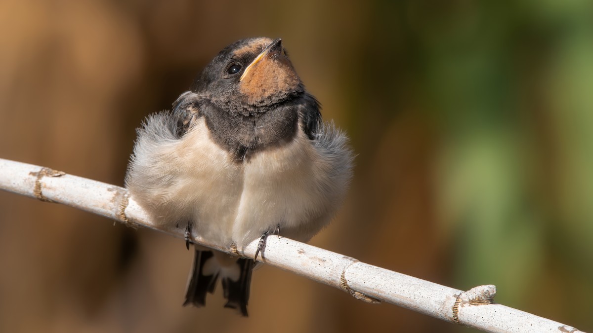 Barn Swallow (White-bellied) - ML619558790