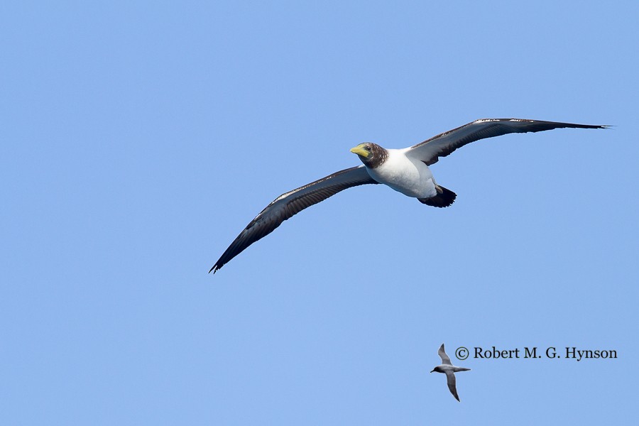 Masked Booby - ML619558815