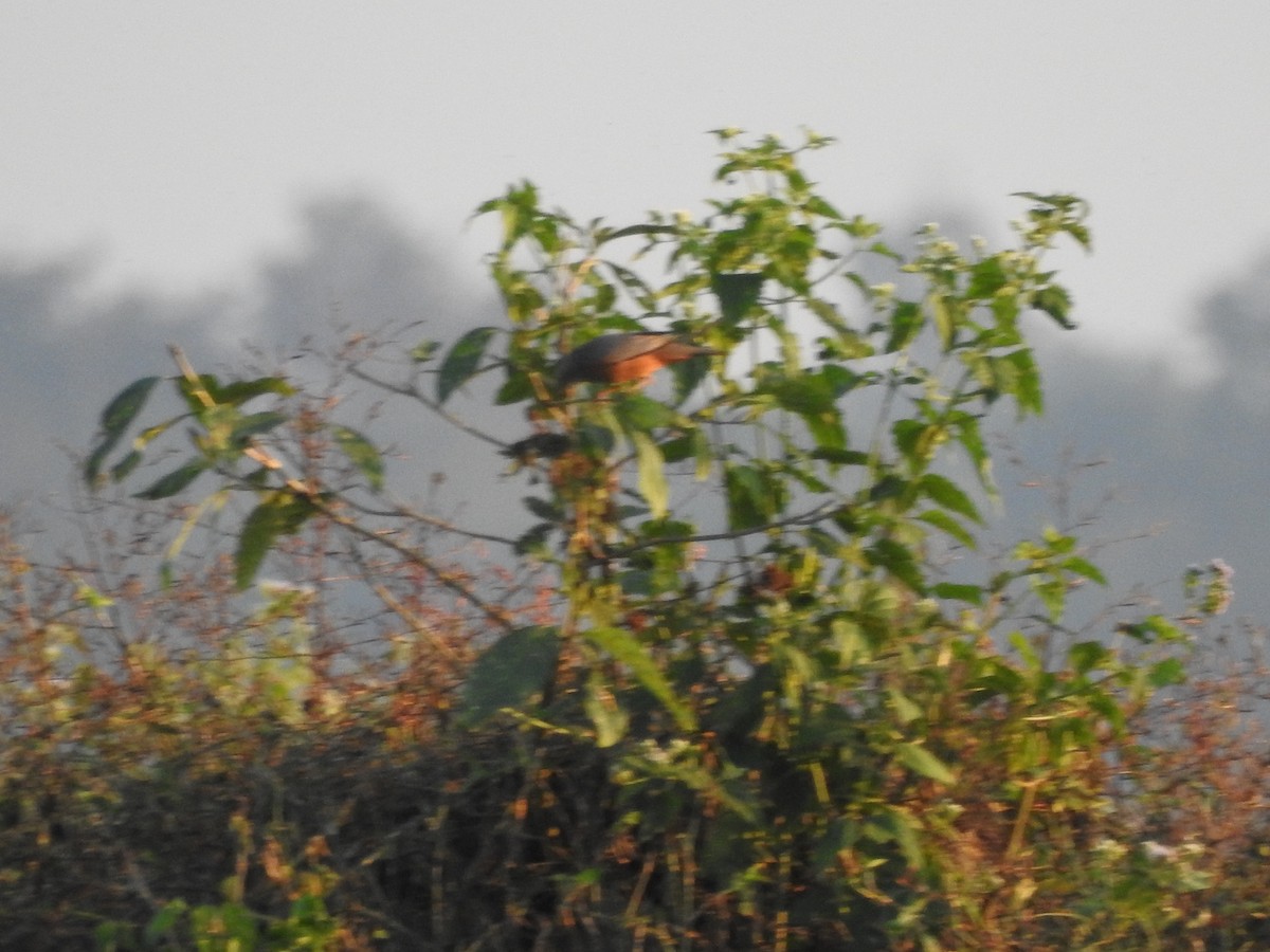 Chestnut-tailed Starling - ML619558835