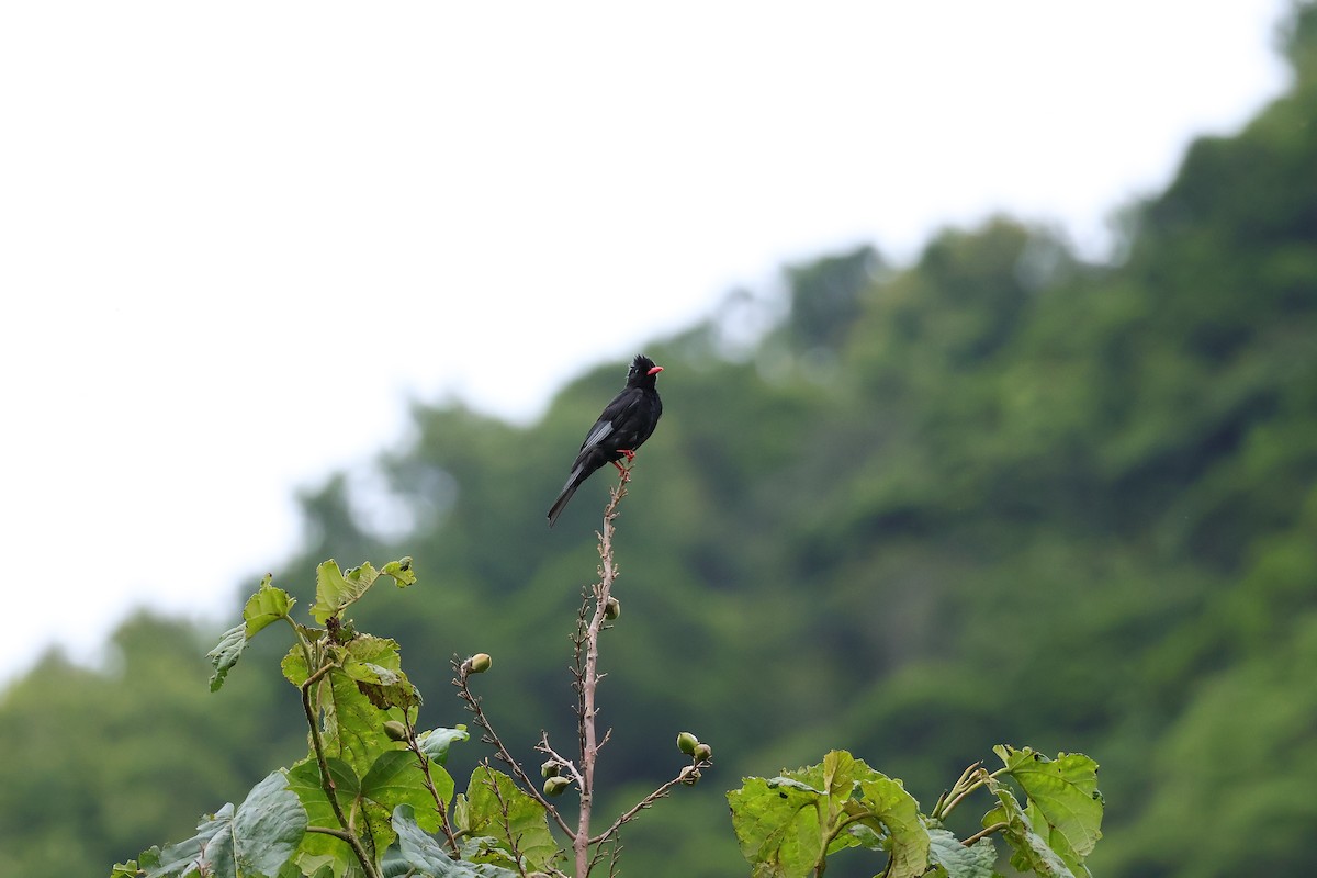 Bulbul noir (nigerrimus) - ML619558837