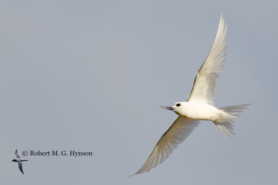 White Tern - ML619558863