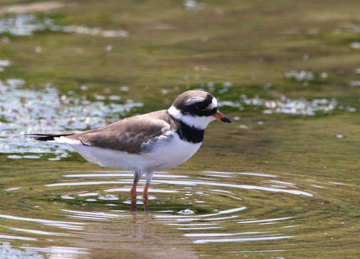 Common Ringed Plover - ML619558884