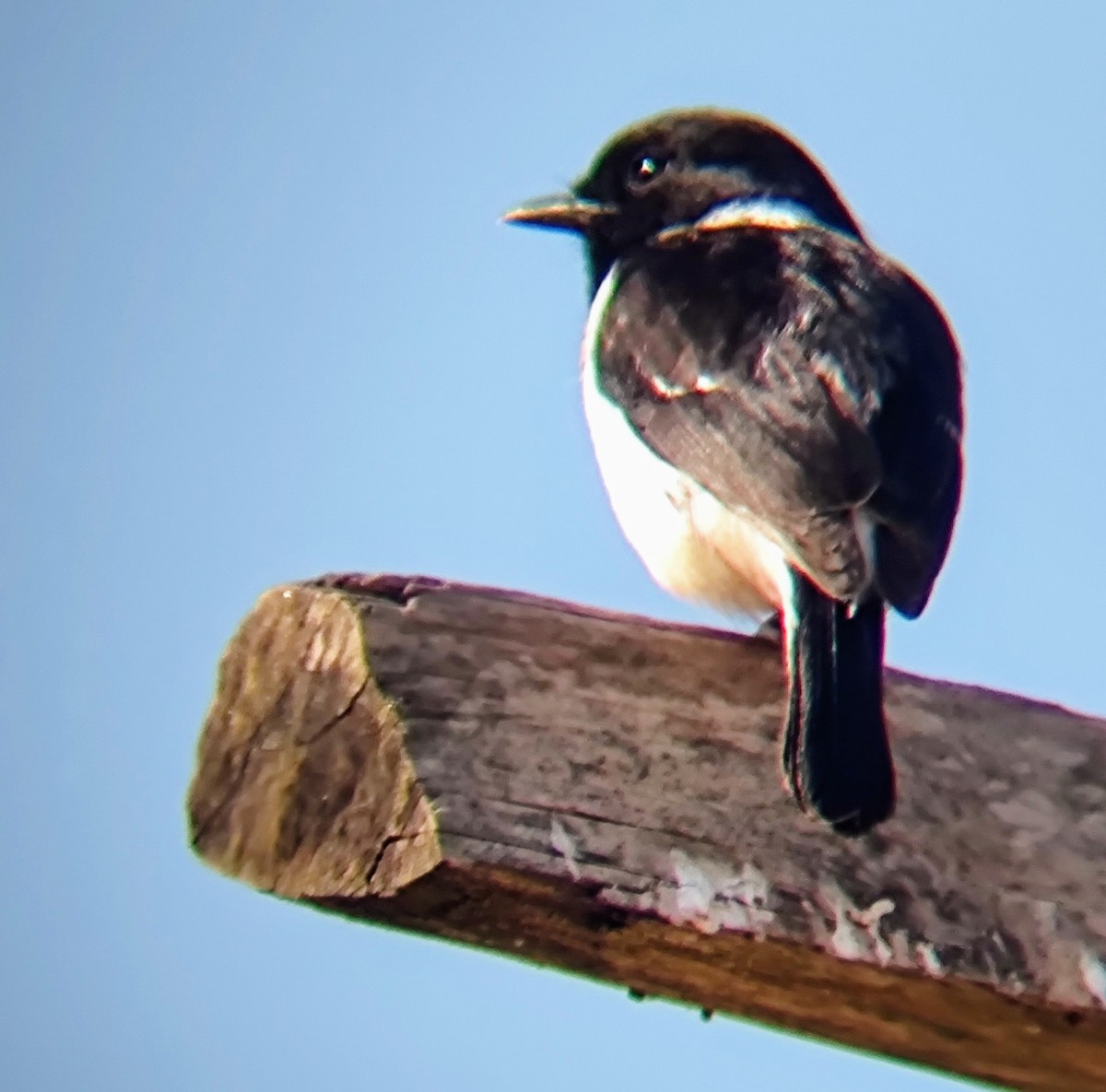 African Stonechat - ML619558942