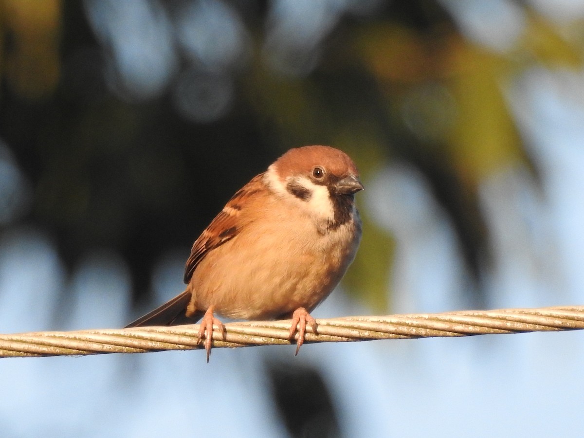 Eurasian Tree Sparrow - ML619558948