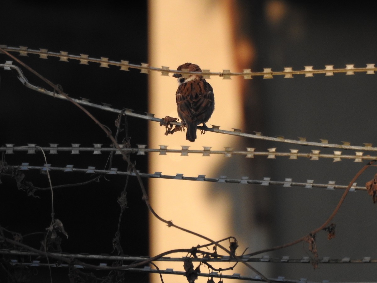 Eurasian Tree Sparrow - ML619558949