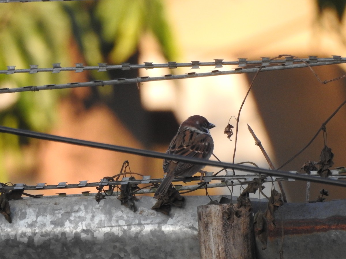 Eurasian Tree Sparrow - ML619558951