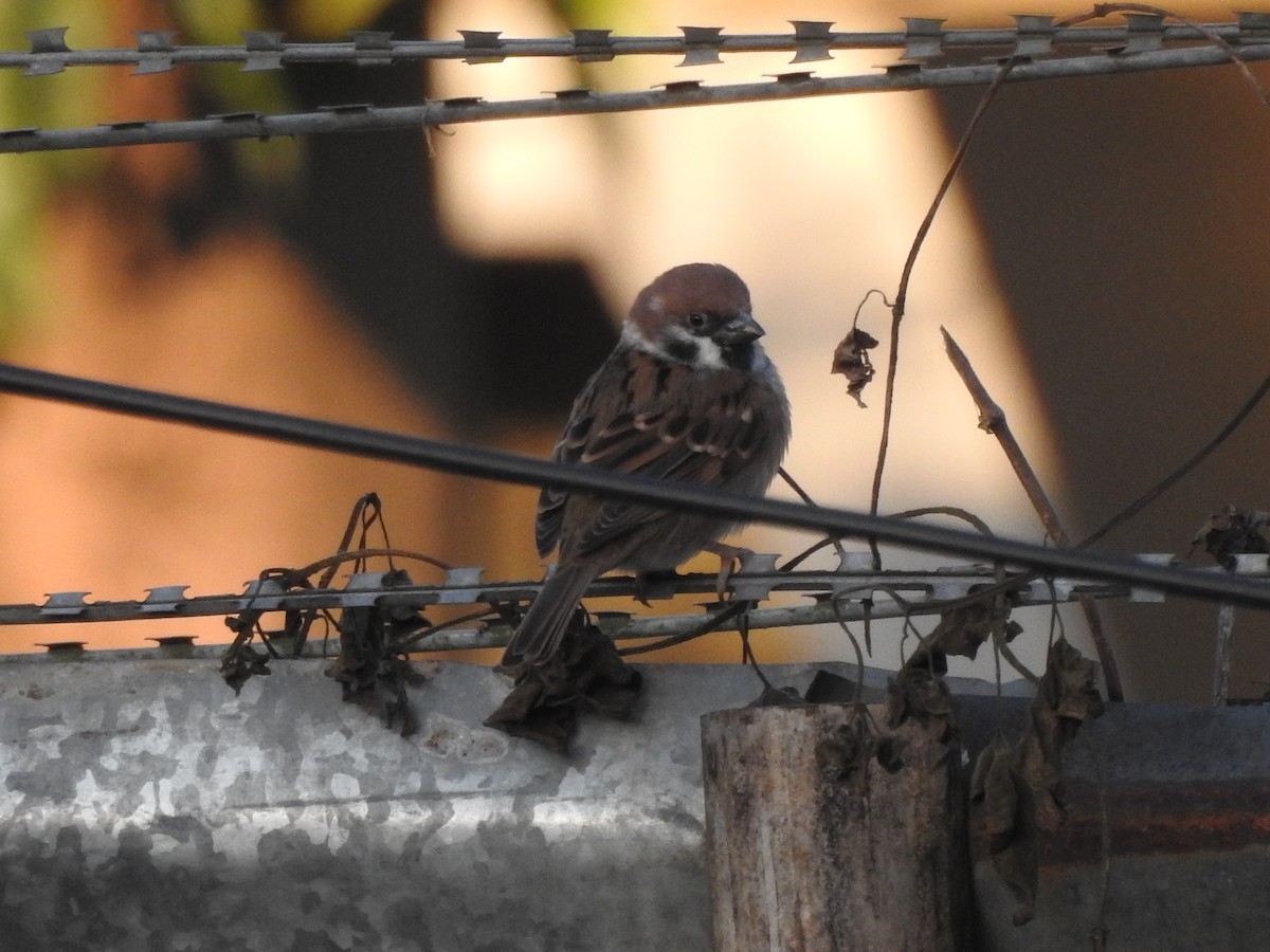 Eurasian Tree Sparrow - ML619558952