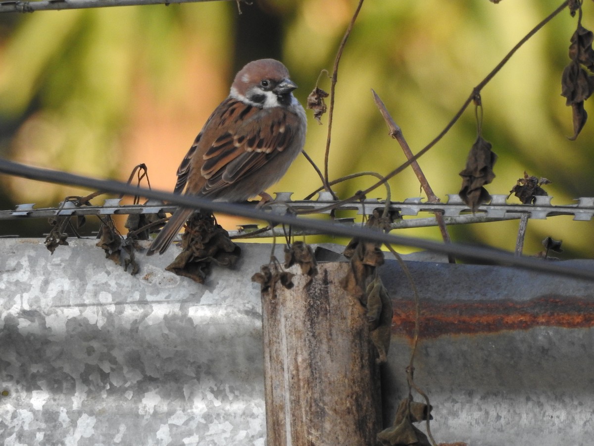 Eurasian Tree Sparrow - ML619558954