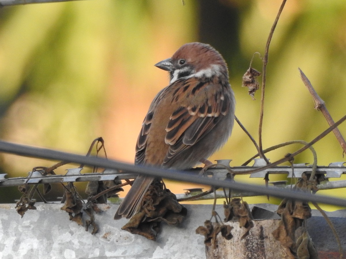 Eurasian Tree Sparrow - ML619558957