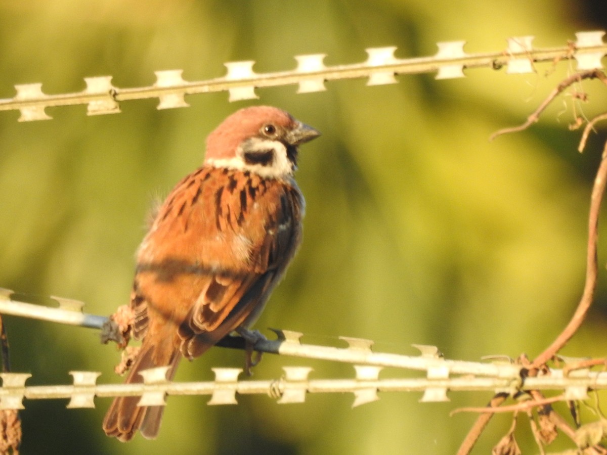 Eurasian Tree Sparrow - ML619558958