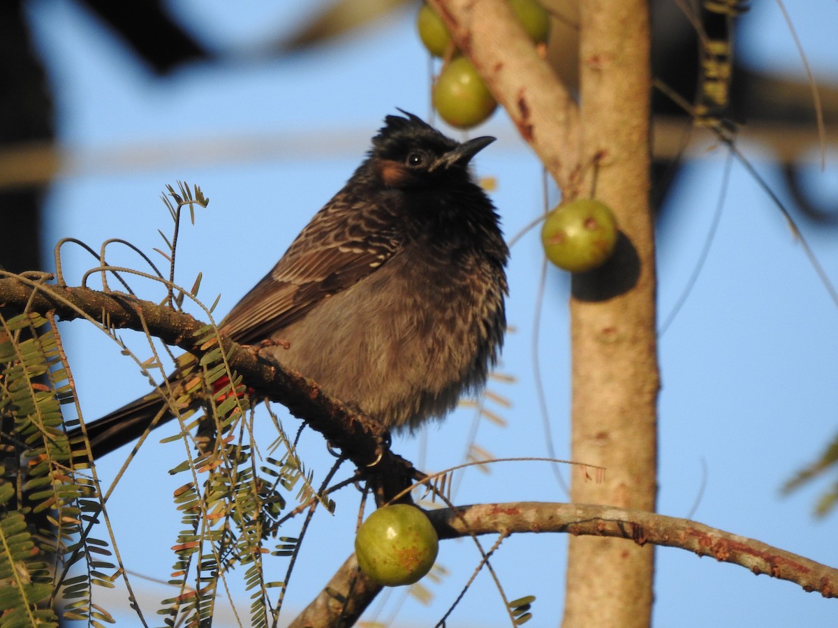 Red-vented Bulbul - ML619558965