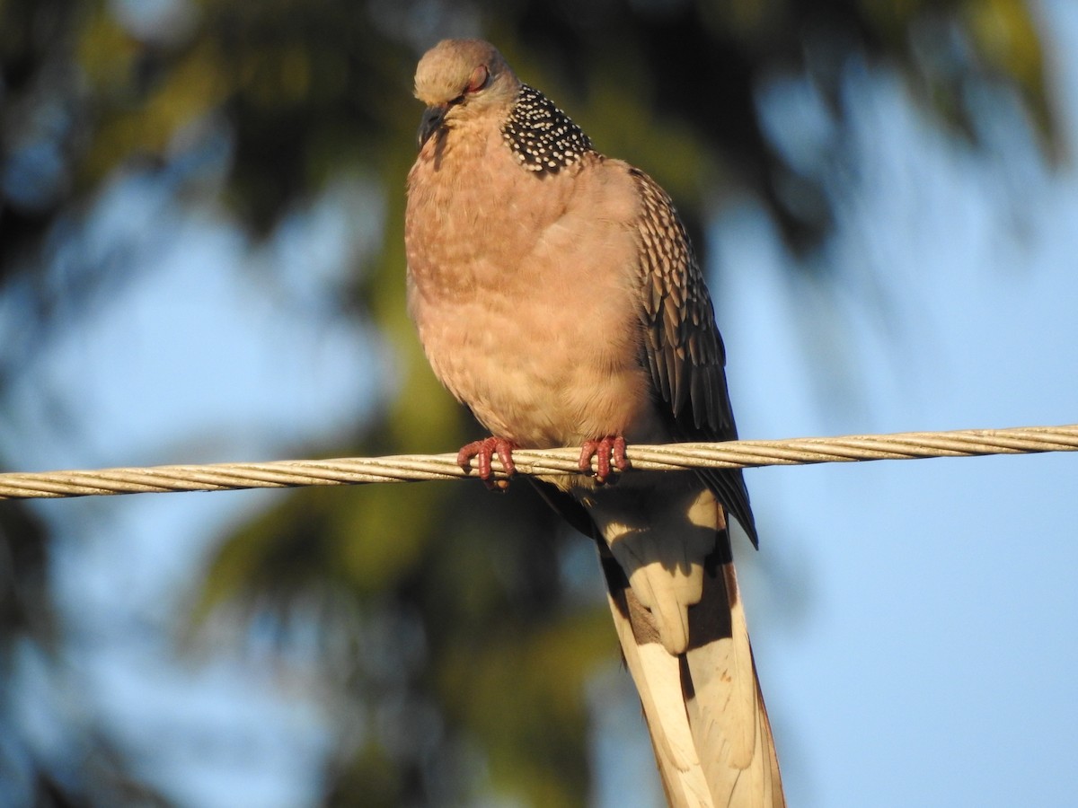 Spotted Dove - ML619559001