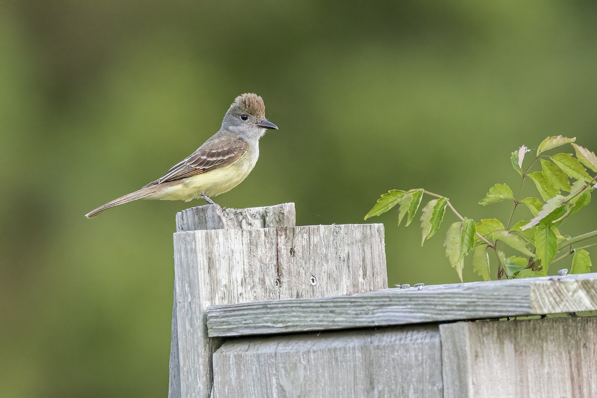 Great Crested Flycatcher - ML619559024