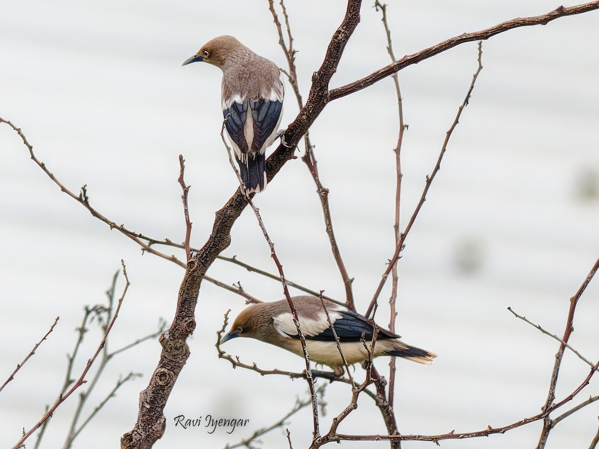 White-shouldered Starling - ML619559063